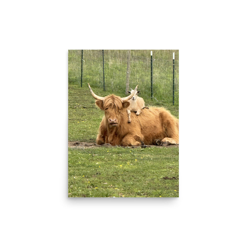 Barry Rides Belle - Matte Poster 12x16